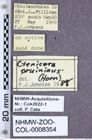 Etiketten zu Selatosomus pruininus (Horn, 1871) (NHMW-ZOO-COL-0008354)
